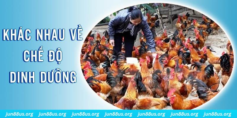555win Đại Chiến Đỏ Đen