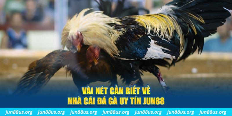 555win Jones Chuối