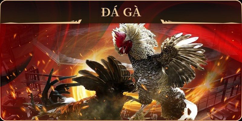 555win đá gà trực tiếp campuchia