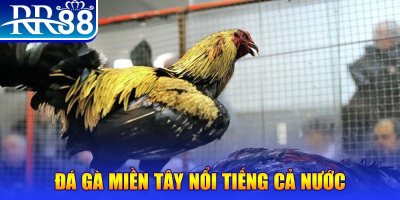555win đá gà 88