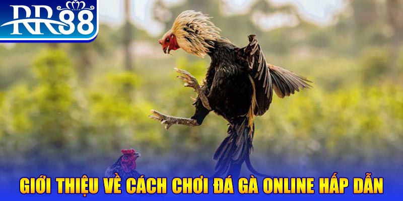 555win bắn cá h5 là gì